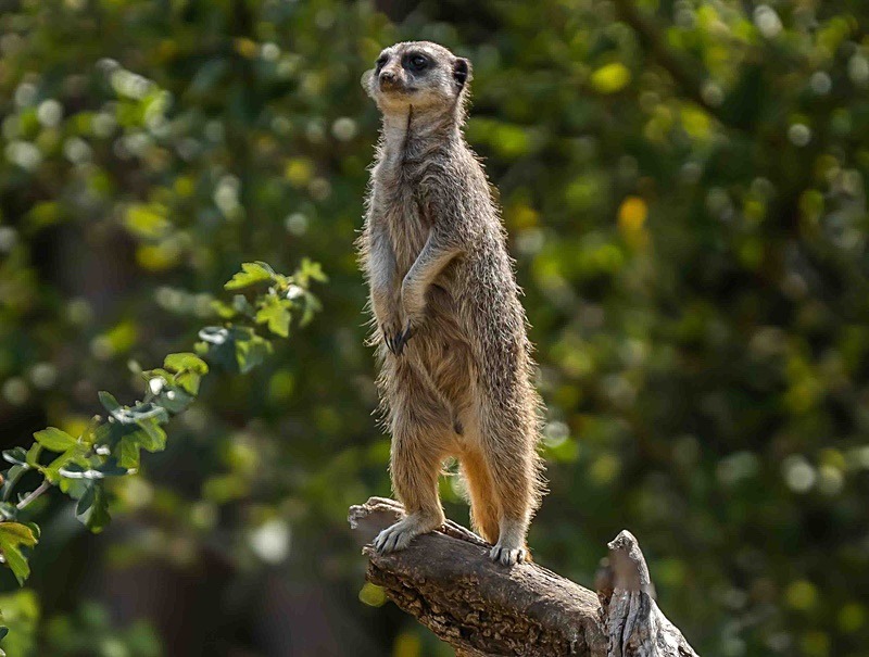  - Wildlife Photography