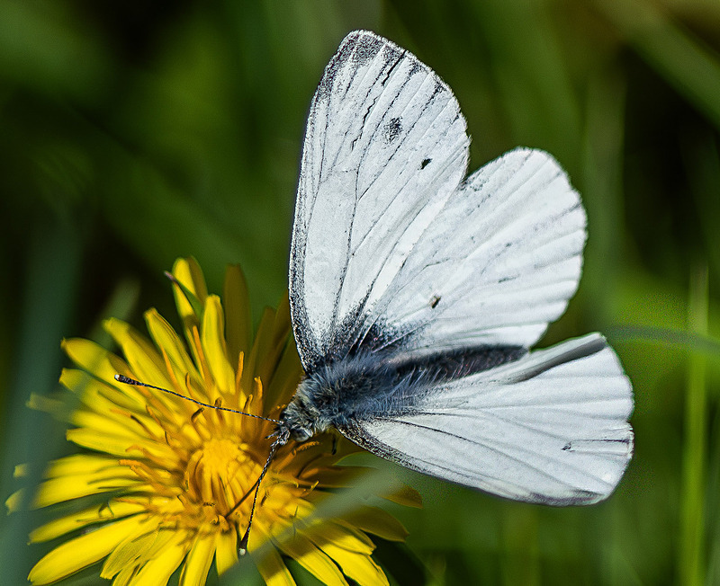 Green-Veined White - Wildlife Photography