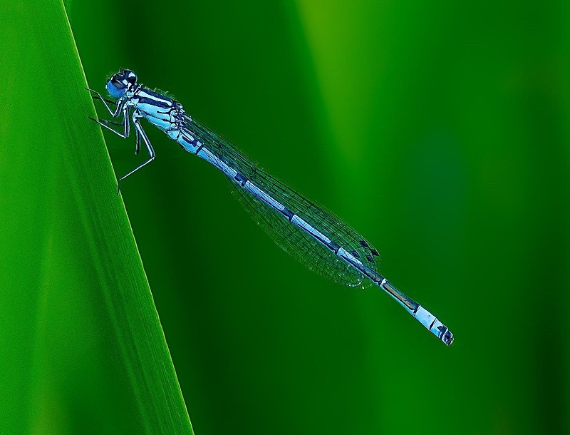  - Wildlife Photography