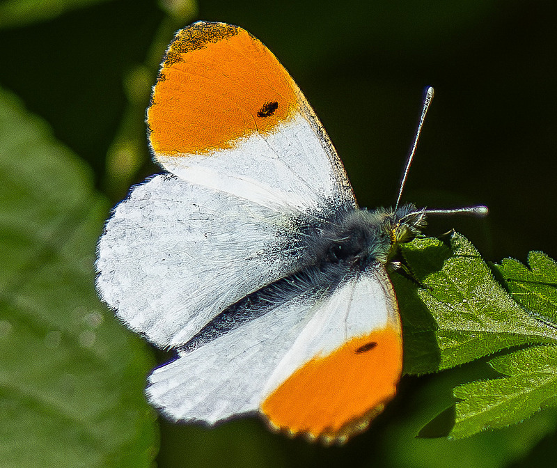 Orange Tip - Wildlife Photography