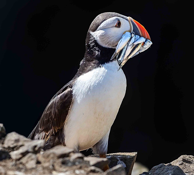  - Wildlife Photography