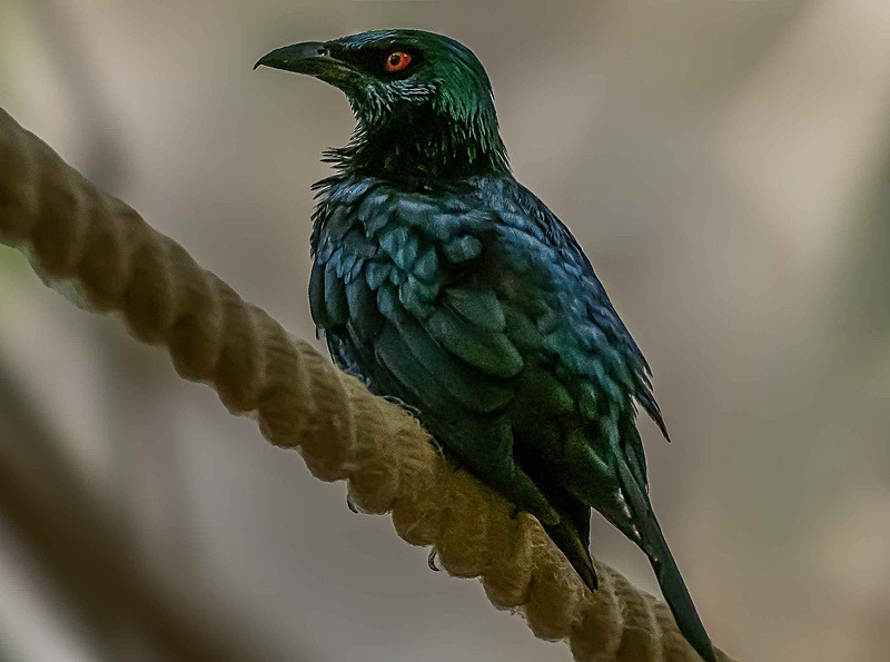  - Wildlife Photography