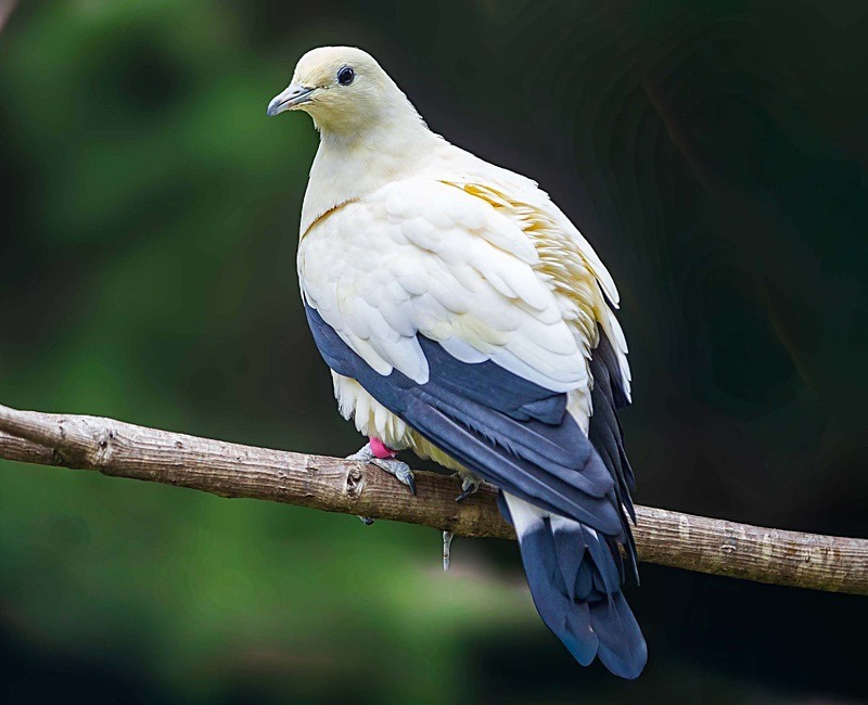  - Wildlife Photography