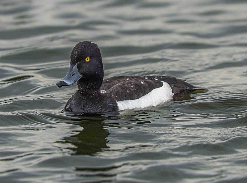  - Wildlife Photography