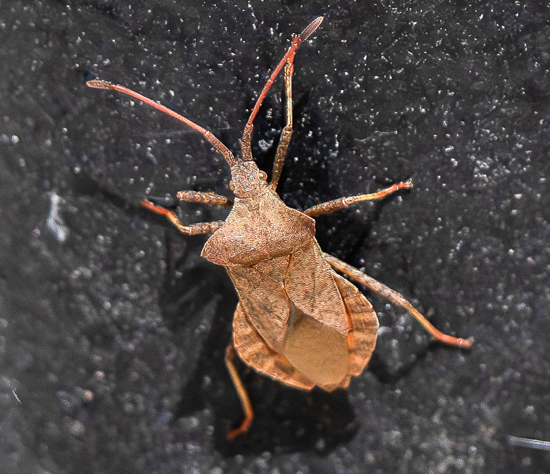 Dock Bug - Wildlife Photography