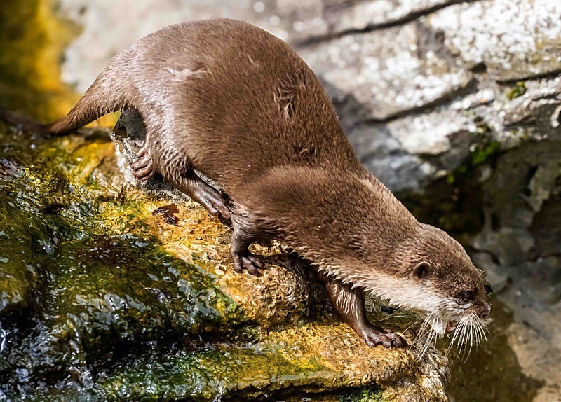  - Wildlife Photography
