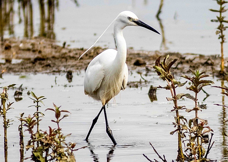  - Wildlife Photography