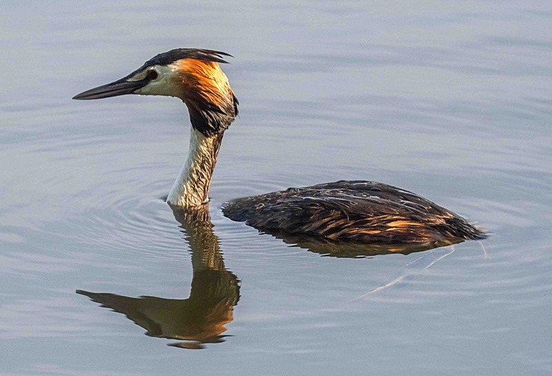  - Wildlife Photography