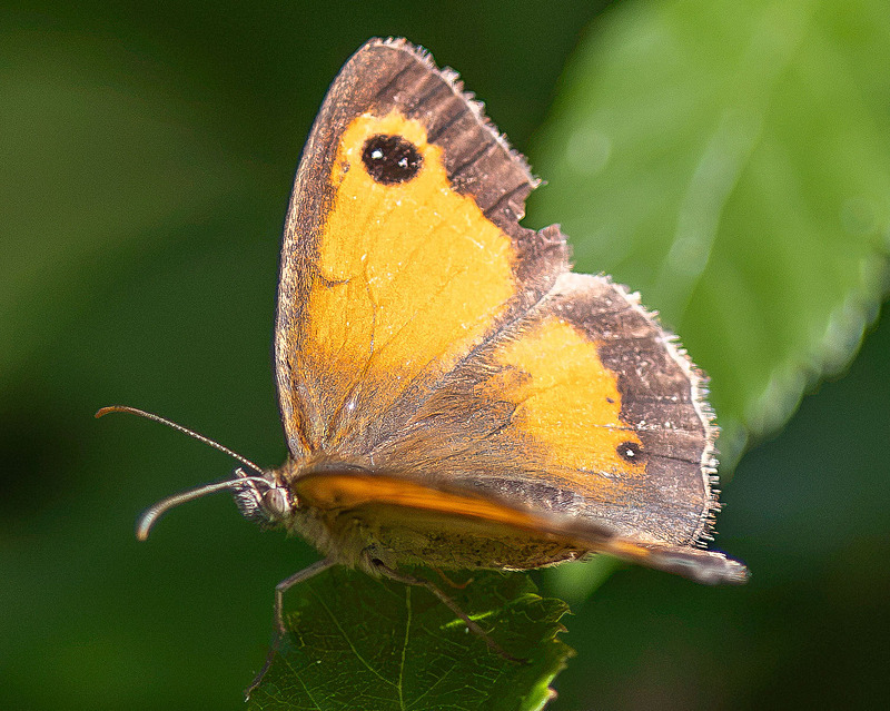 Hedge Brown - Wildlife Photography