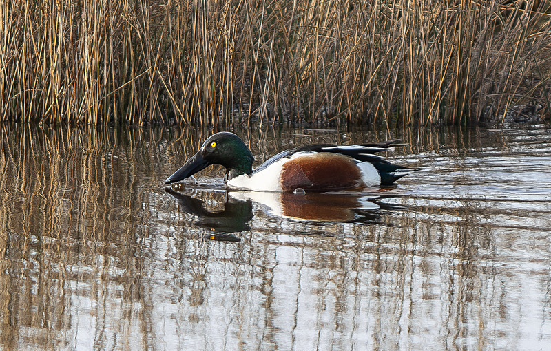 Northern Shoveler - Wildlife Photography