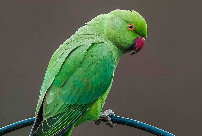  - Wildlife Photography