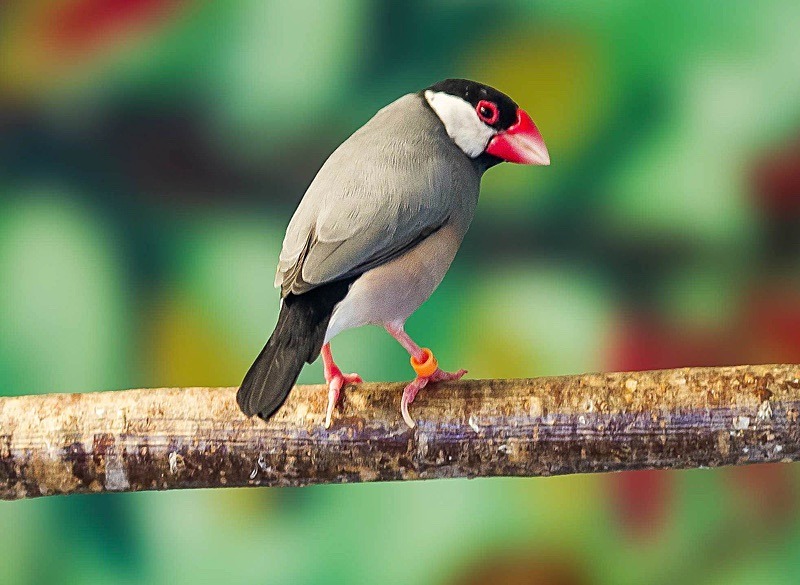  - Wildlife Photography