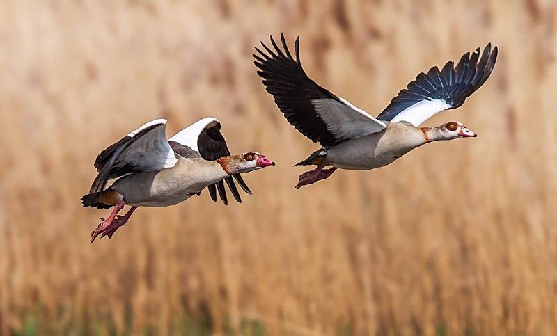  - Wildlife Photography