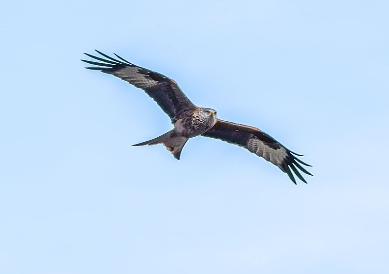  - Wildlife Photography