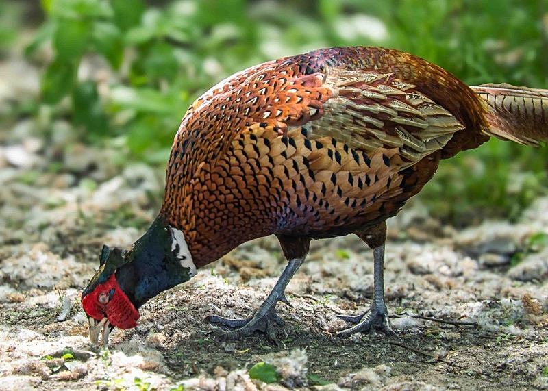 - Wildlife Photography