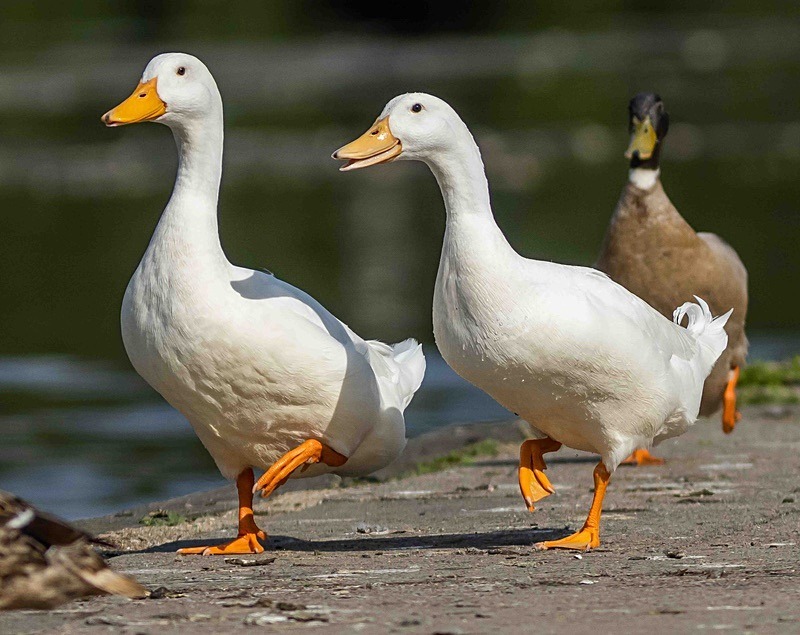  - Wildlife Photography