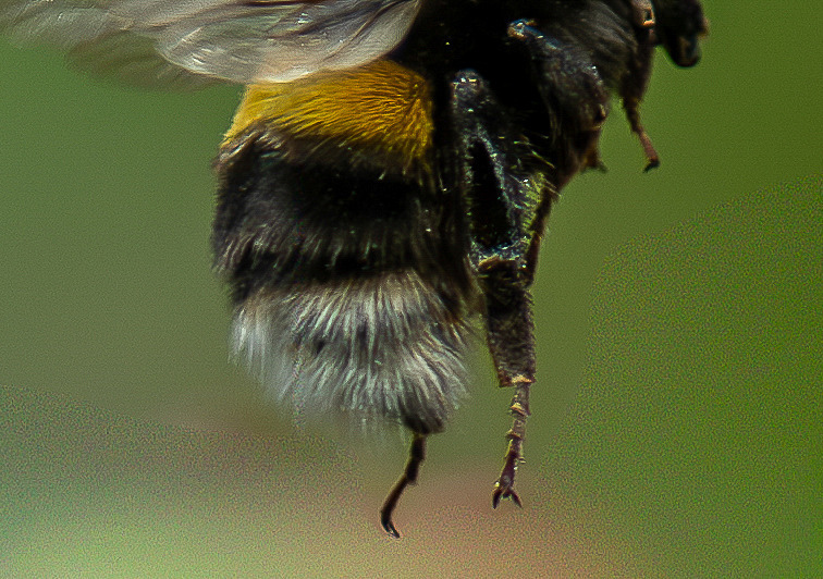 Buff-Tailed Bumblebee - Wildlife Photography