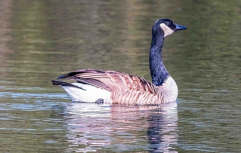  - Wildlife Photography