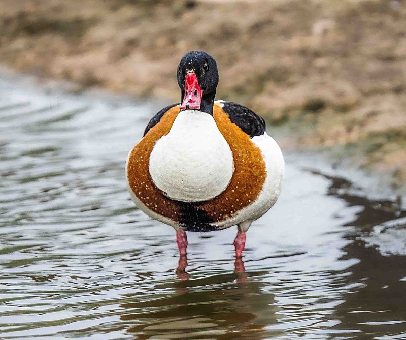  - Wildlife Photography