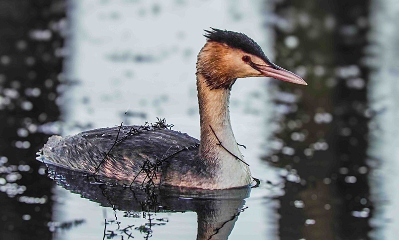  - Wildlife Photography