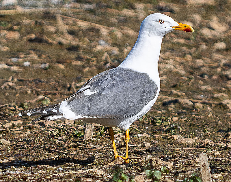 Yellow-Legged Gull - Wildlife Photography