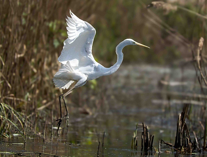  - Wildlife Photography