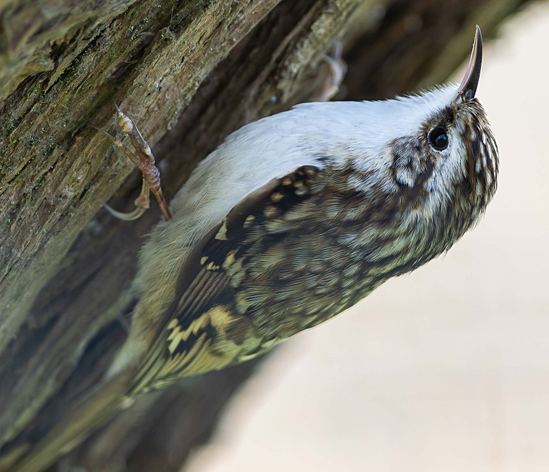Eurasian Treecreeper - Wildlife Photography