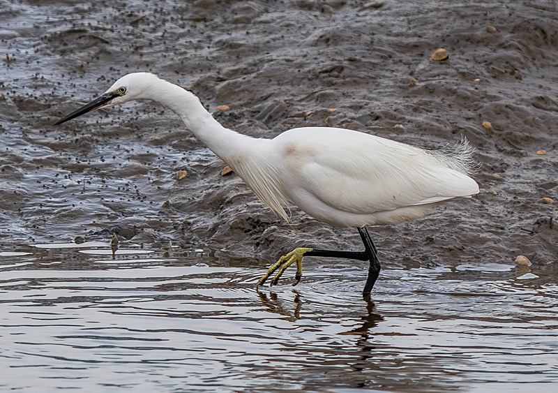 Little Egret - Wildlife Photography