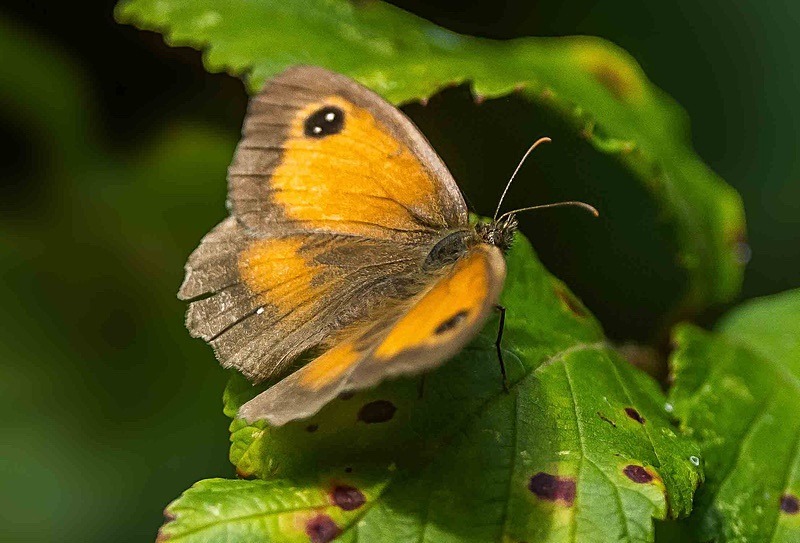  - Wildlife Photography