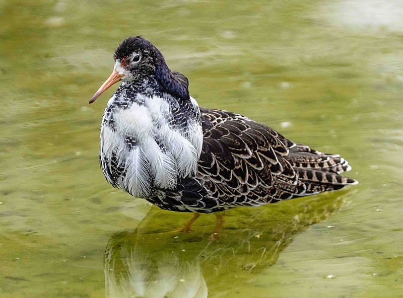  - Wildlife Photography