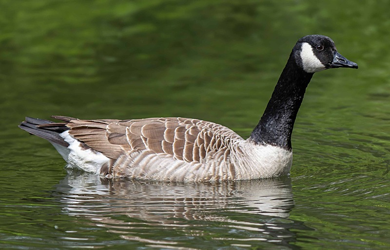 Canada Goose - Wildlife Photography
