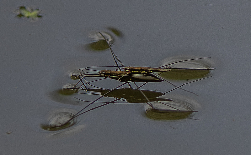 Common Water Strider - Wildlife Photography