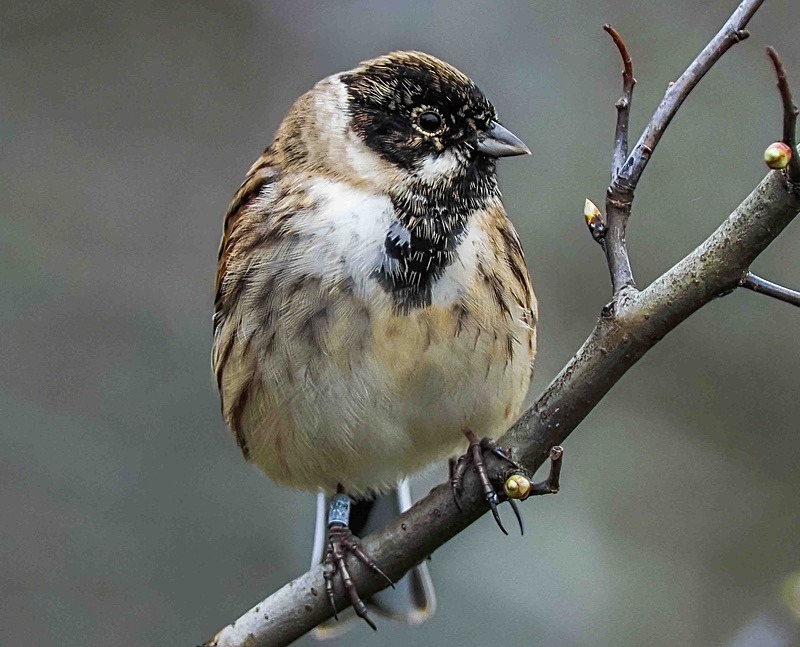  - Wildlife Photography