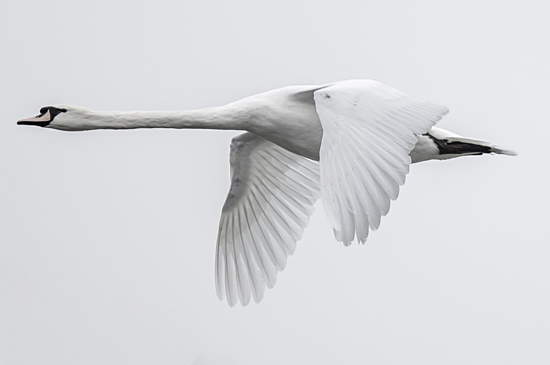 Mute Swan - Wildlife Photography