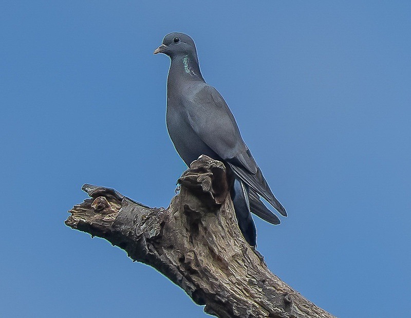  - Wildlife Photography