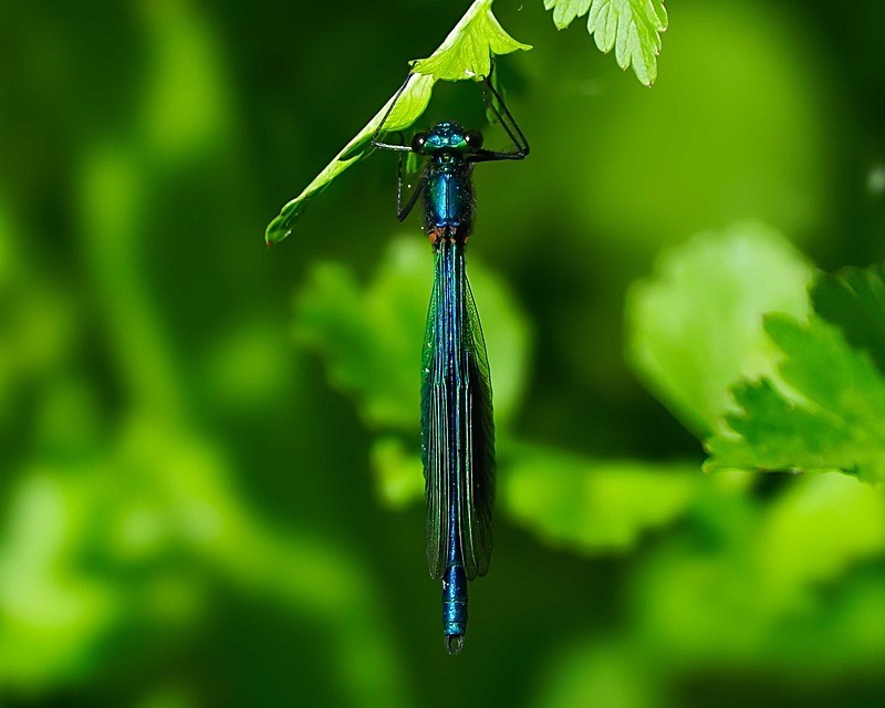  - Wildlife Photography