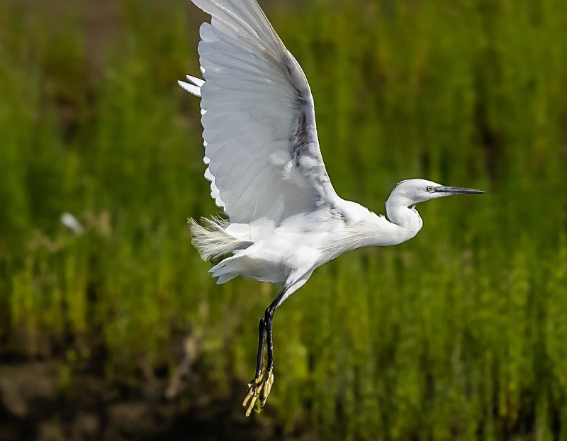  - Wildlife Photography
