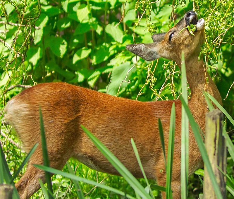  - Wildlife Photography