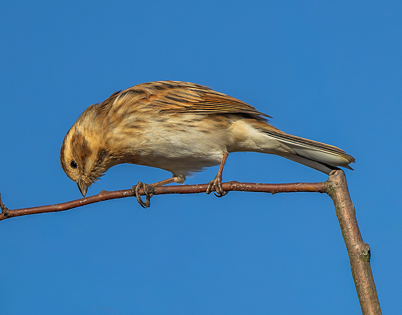 Common Reed Bunting - Wildlife Photography