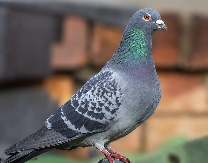 Rock Pigeon - Wildlife Photography