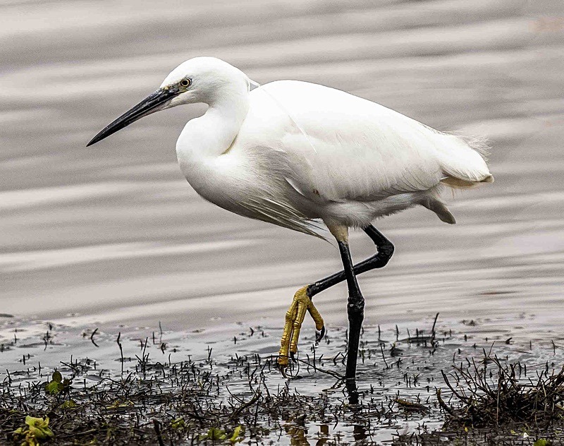  - Wildlife Photography