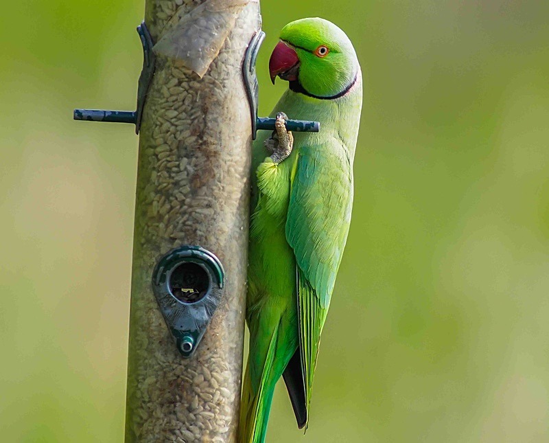  - Wildlife Photography