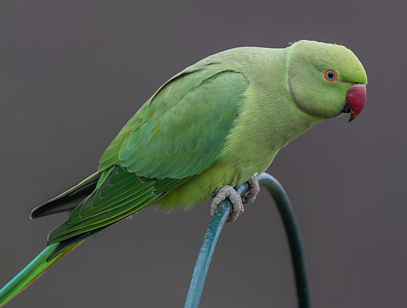 Rose-Ringed Parakeet - Wildlife Photography
