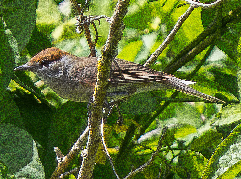 Eurasian Blackcap - Wildlife Photography