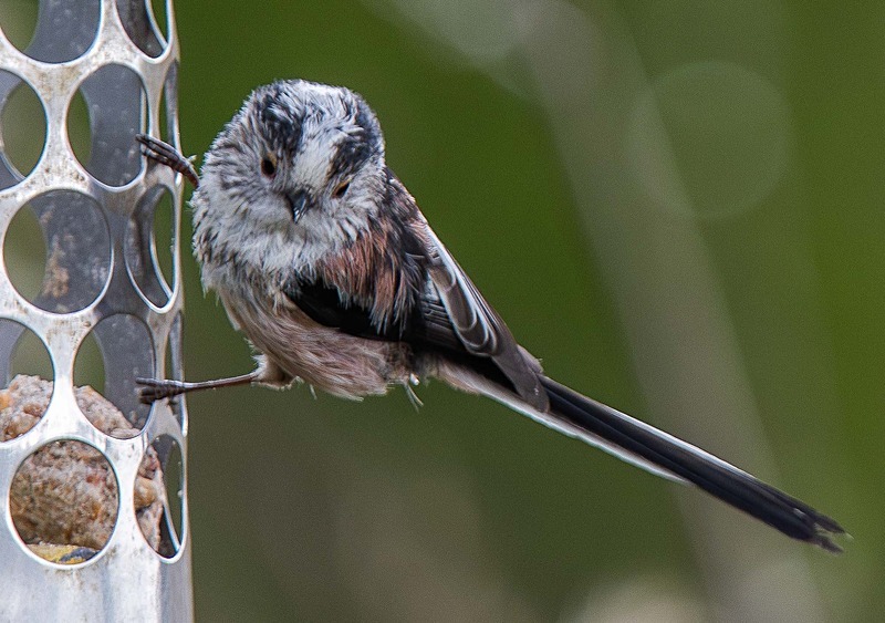 Long-Tailed Tit - Wildlife Photography