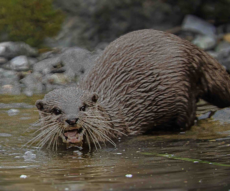  - Wildlife Photography