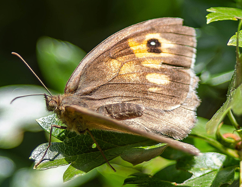 Meadow Brown - Wildlife Photography