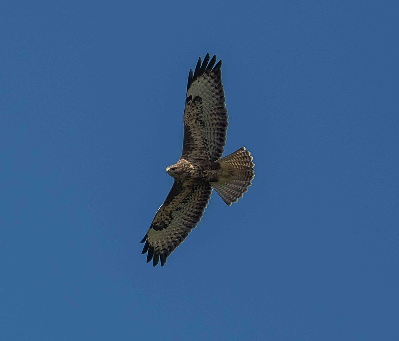  - Wildlife Photography