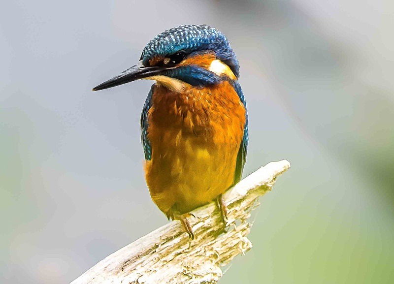  - Wildlife Photography