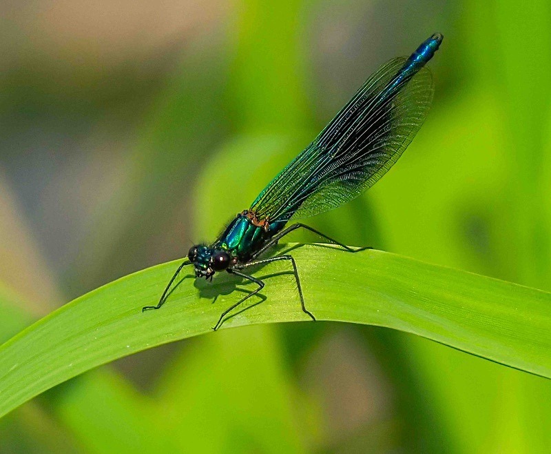  - Wildlife Photography